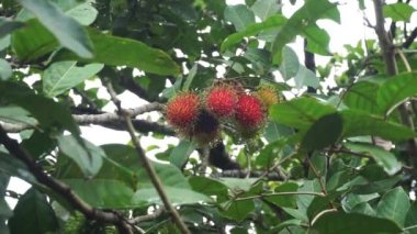 Olgun meyvelerle dolu Rambutan Ağacı