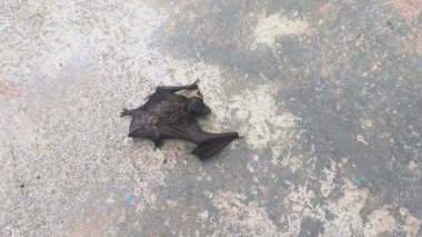 Terasta Düşmüş Bebek Yarasa