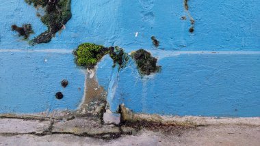 Beton Çatlaklarında Yosun Büyüyor