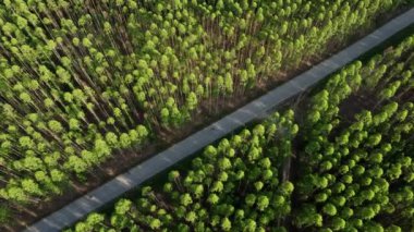 Kağıt Sanayii için Akasya Çiftliğinin Hava Görünümü