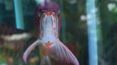 Majestic Arowana Akvaryumda Zarifçe Yüzüyor