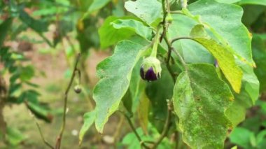 bahçede büyüyen patlıcan