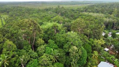 Sumatra Adası 'ndan Tropikal Yağmur Ormanı Hava Görüntüsü