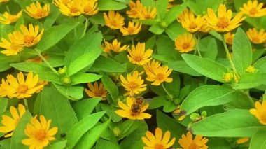 bir çiçek nektarı toplamak arı