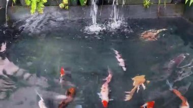 Açık Havuzda Yüzen Renkli Koi Balığı