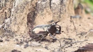 Gergedan Böceği Kumsalda Sabah Yağmurundan Sonra Yürüyor
