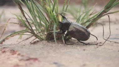 Gergedan Böceği Kumsalda Sabah Yağmurundan Sonra Yürüyor