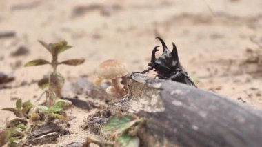 Gergedan Böceği Kumsalda Sabah Yağmurundan Sonra Yürüyor