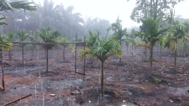 Şiddetli Yağmur Arka Bahçe Bahçesine Düşüyor