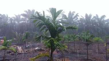 Şiddetli Yağmur Arka Bahçe Bahçesine Düşüyor