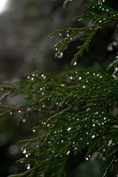 Zöld Ágak Ciprusi Esőcseppek Ellen Bokeh Háttér Csepp — Stock Fotó
