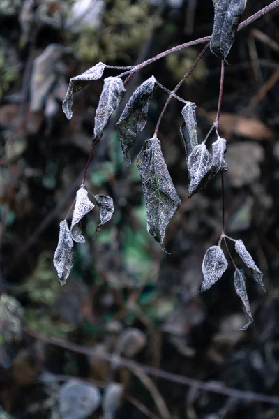 Green leaves covered with white frost on a tree branch in a winter forest