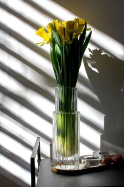 Bouquet of yellow narcissus in a glass vase in an unusual shade