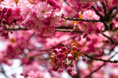 Pink blooming sakura flowers on a tree branch