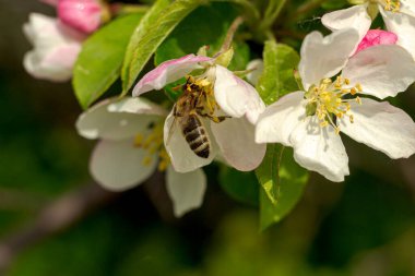 Bee on a blooming apple tree flower with green leaves