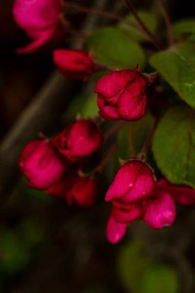 Unopened flowers of Malus 