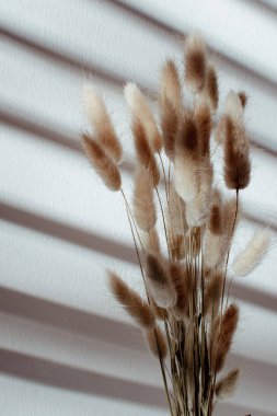 Fluffy spikelets of lagurus ovatus with striped shadow