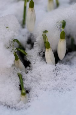 Macro shot of white snowdrops covered with snow