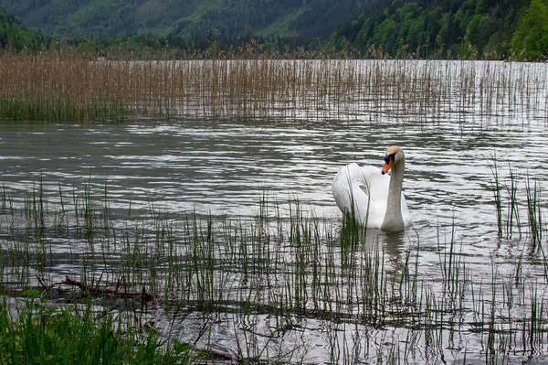 Stock image White swan swims on the lake against the backdrop of mountains