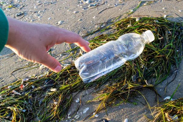 Plastic bottle among discarded green algae on the seashore