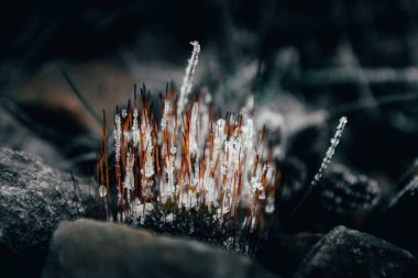 Genç yosun filizleri küçük buz kristalleriyle kaplıdır.