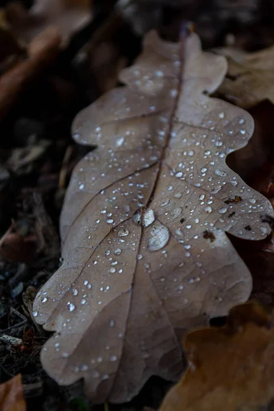 Drops of autumn rain on a dry fallen oak leaf