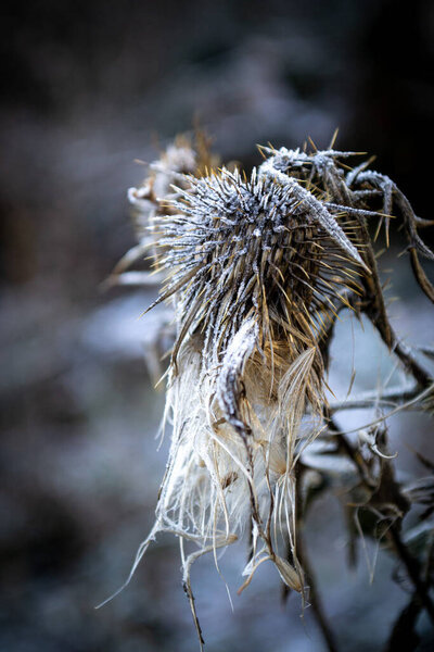 Thistle bristling with thorns, Dry winter plants