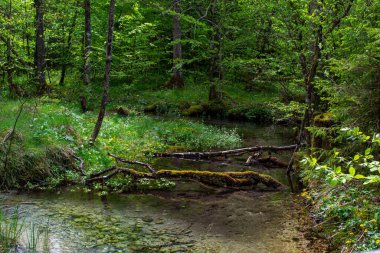 Karlar eridikten sonra dağdaki bir nehirde devrilmiş ağaçlar.