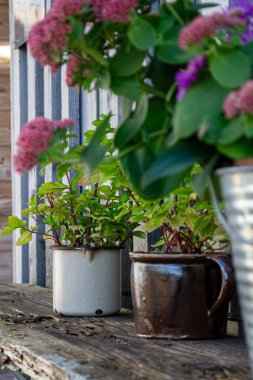 Ahşap bir rafta iki saksı otlar