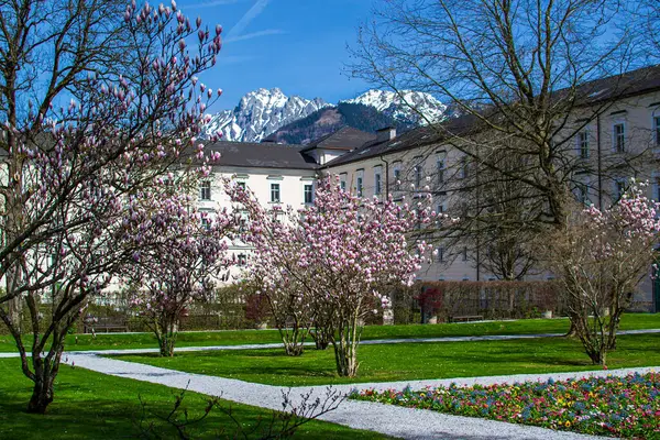 stock image Blooming magnolia trees in the courtyard of Admont Abbey.