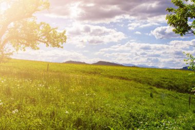 Taze yeşil çayırlar ve çiçek açan çiçekler ile Alpleri'nde pastoral manzara.