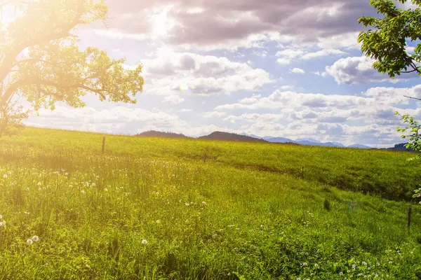 Taze yeşil çayırlar ve çiçek açan çiçekler ile Alpleri'nde pastoral manzara.