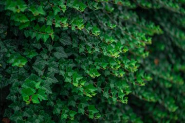 Şehrin çitleri tamamen yeşil sarmaşıkla kaplı..