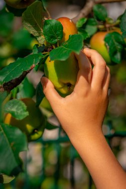 Bir çocuğun eli ağaç dalından elma koparır..