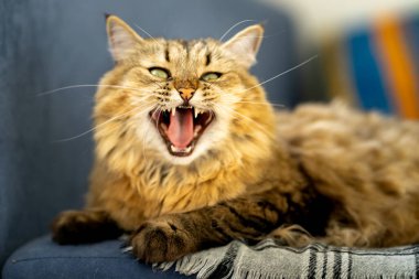 Mavi kanepede yeşil gözlü tüylü evcil kedi..