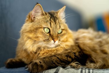 Mavi kanepede yeşil gözlü tüylü evcil kedi..