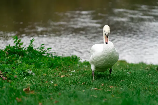 stock image One white swan on green grass near a small river.