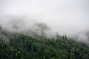 Alp dağları sabah sisli ormanlarla kaplı..