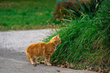 Zencefilli bir kedi yavrusu yeşil çimlerin arkasında tek başına yürüyor..