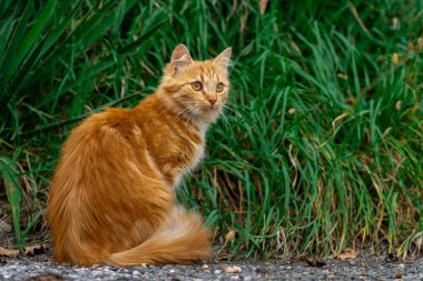 Zencefilli bir kedi yavrusu yeşil çimlerin arkasında tek başına yürüyor..