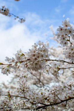 Mavi gökyüzüne karşı kiraz çiçeklerinin dallarının görüntüsü