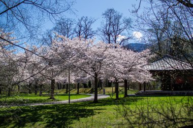 Japon tarzı bir parkta çiçek açan sakura ağaçlarının manzarası