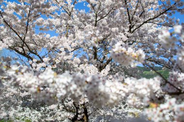 Bir ağaç dalında çiçek açan sakura çiçeklerinin görüntüsü.