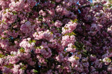 Baharda açan pembe sakura dallarının görüntüsü.