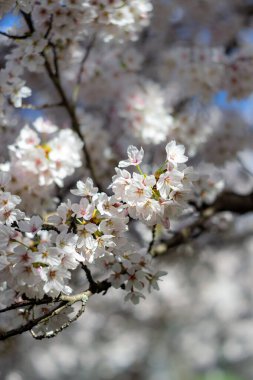 Çiçek açan beyaz kiraz ağacı dallarının güneş ışığında görüntüsü