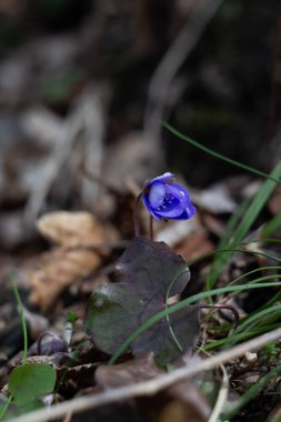 İlkbaharda çiçek açan mavi bir orman manzarası.