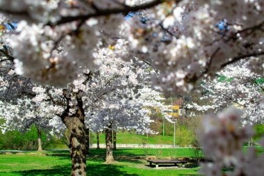 Çiçekli sakura bahçesinin manzarası. Beyaz çiçeklerle kaplı Sakura dalları.
