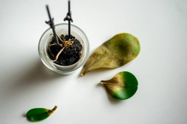View of a dried orchid in a glass glass on a white table with fallen leaves.