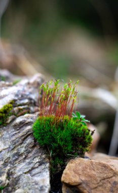 View of sprouted moss on a small stone in spring, macro shot of sprouted moss.