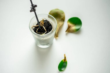 Beyaz masadaki cam bardakta kurumuş orkide manzarası.